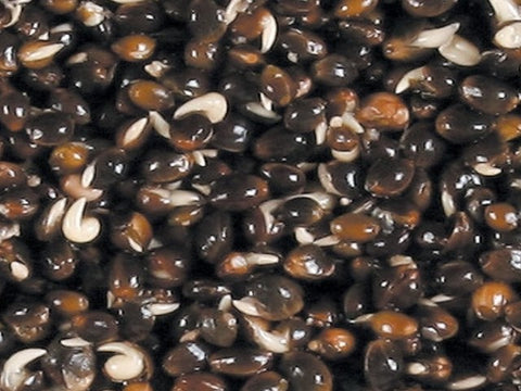Hemp Seed